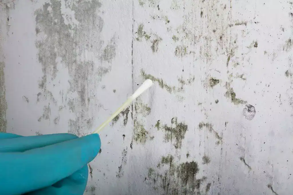Testing for mold growth—ensuring a safe and healthy environment.