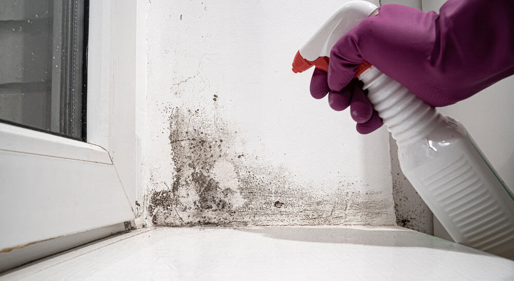 Battling mold with a spray cleaner near a window.