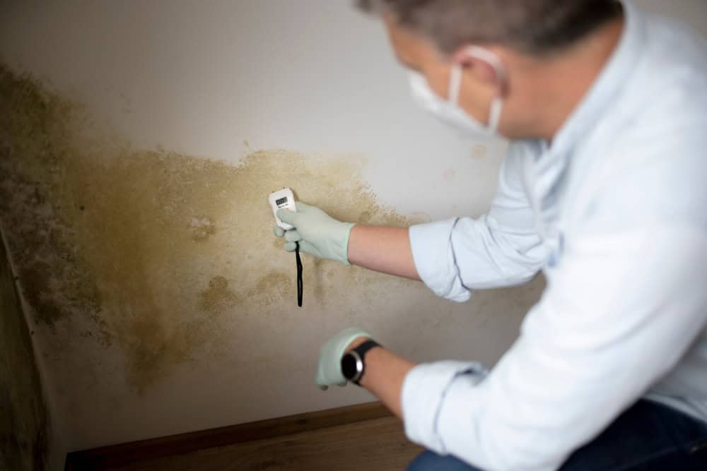 A professional inspects a wall for mold growth using a moisture meter.