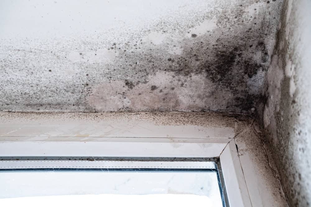 Mold infestation on a wall corner near a window, highlighting the need for immediate remediation.