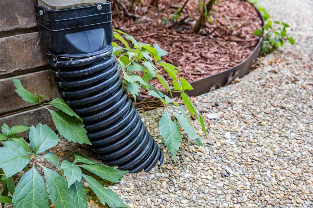 Rainwater drainage in action—black corrugated downspout extension managing water flow near a garden bed.