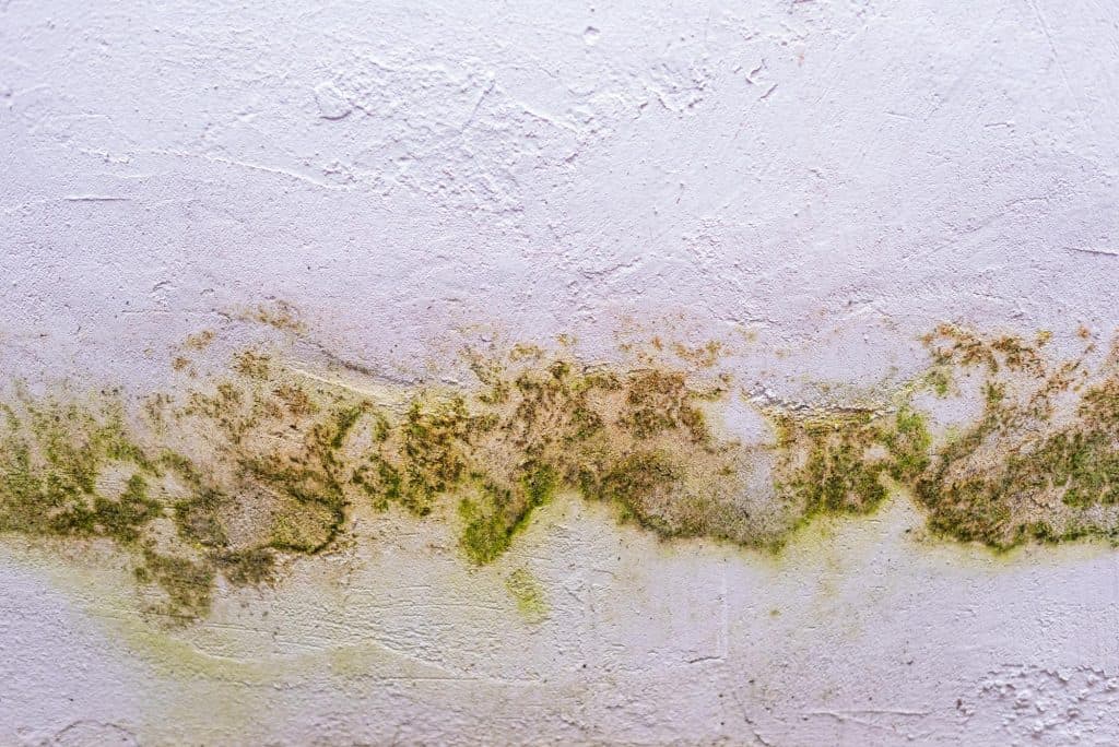 Rising Damp: Mold and moisture damage creating an organic pattern on a white wall