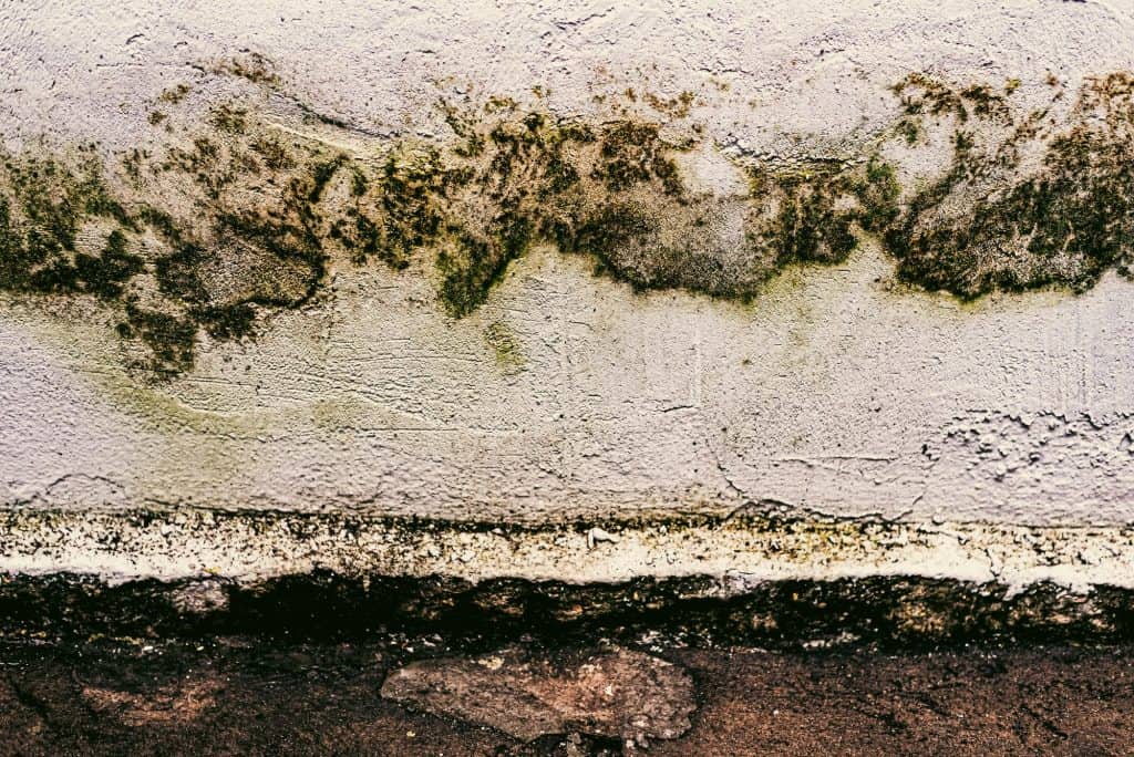 The stark contrast of mold and moisture damage creeping across a weathered white wall creates an abstract landscape reminiscent of stormy clouds over dark terrain.
