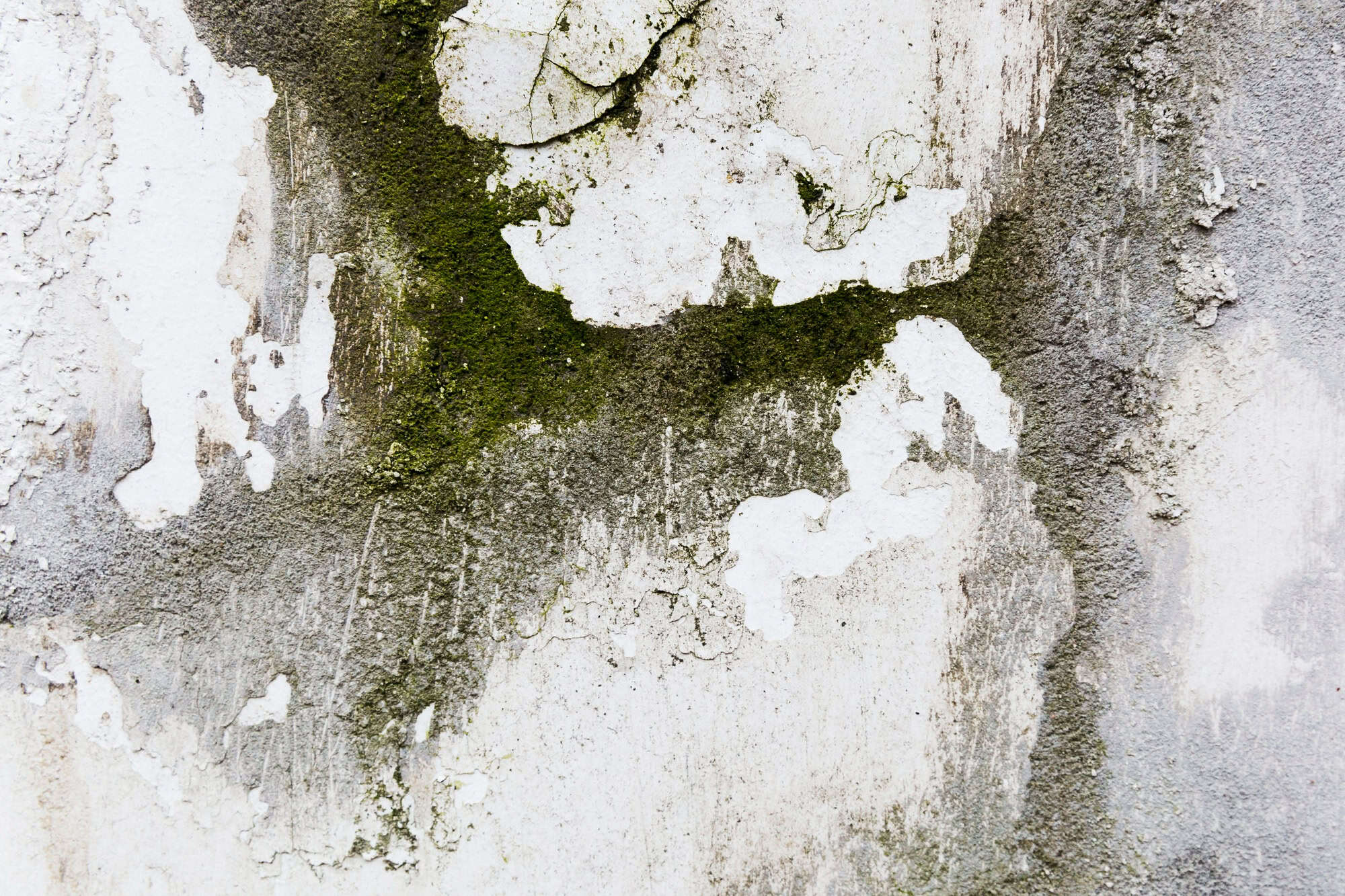 Weathered white wall with peeling paint and patches of green moss, creating an organic abstract pattern of decay and growth