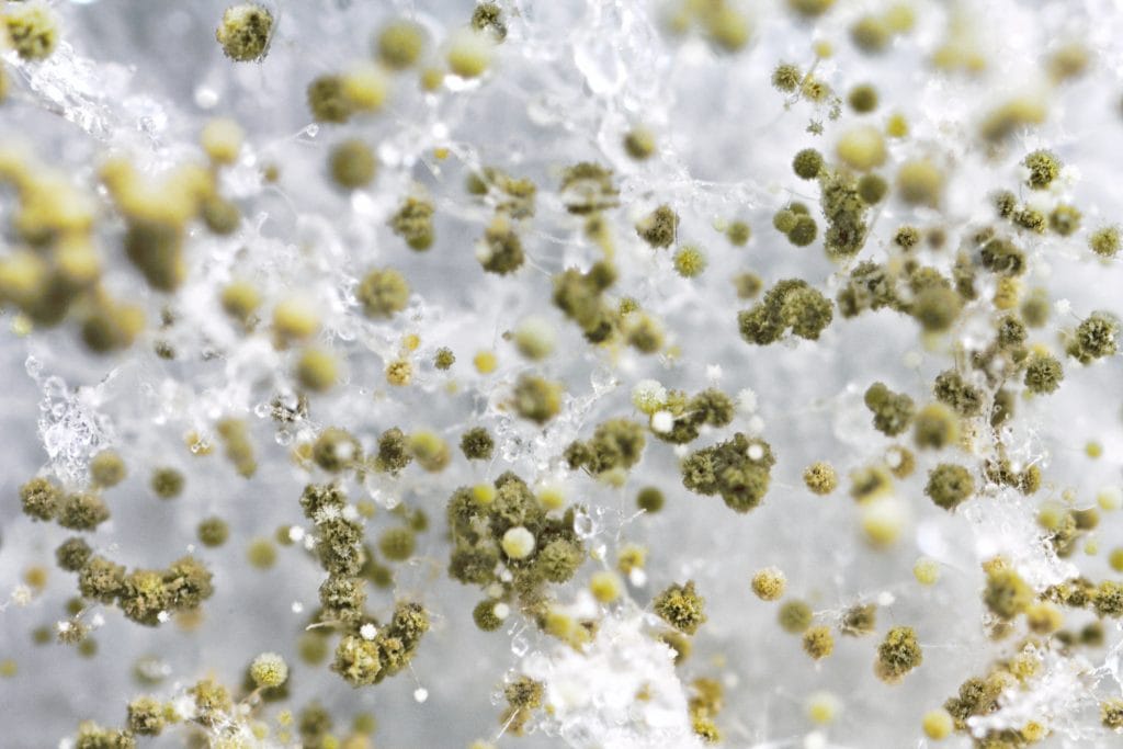 Mold