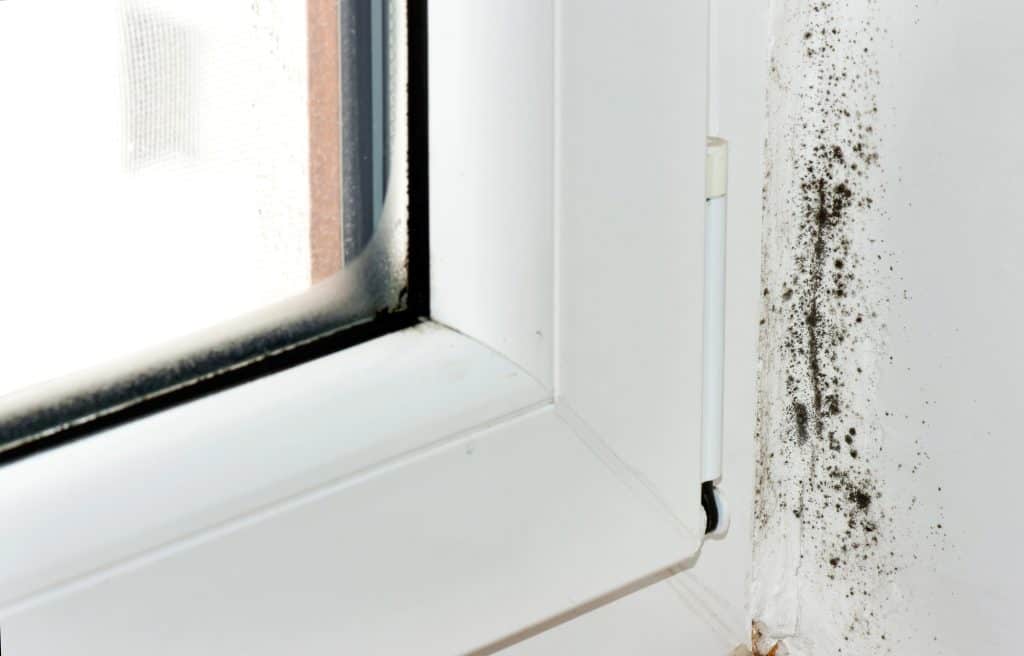 Moldy Corner