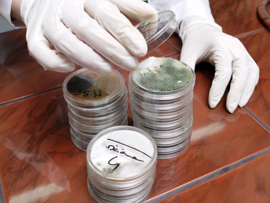 Petri dishes with mold cultures in a microbiology lab; fungal growth analysis.
