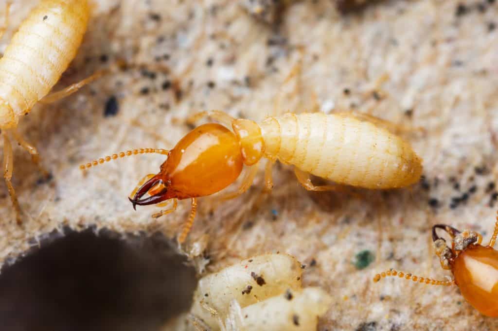 Close-up of a termite soldier showcasing its formidable mandibles and intricate body structure.