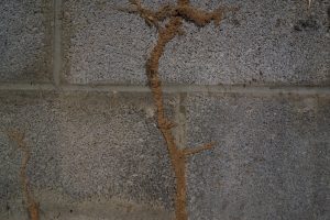 Termite Mud Tubes