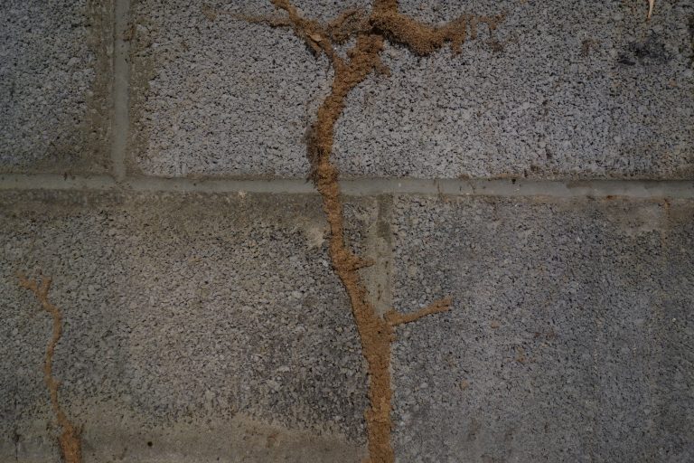 Termite mud tube trail winding its way across a concrete wall indicating active infestation