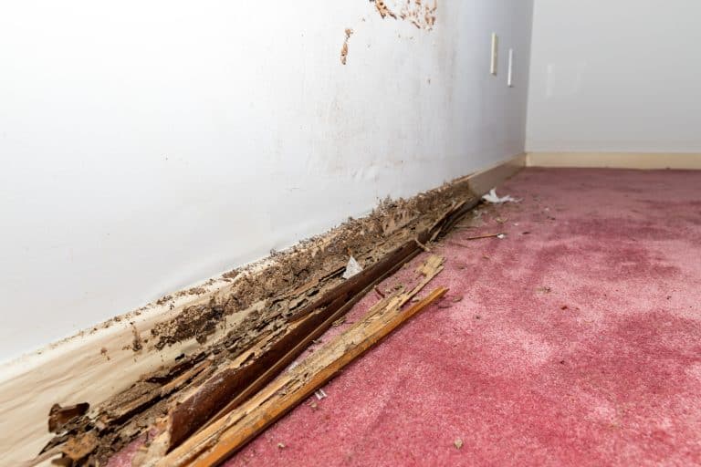 Termite damage to baseboard destruction revealed showing structural compromise