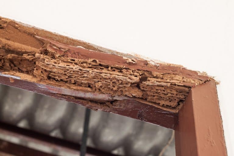 Termite damage revealed - a hidden crisis in home structure showing extensive wood deterioration