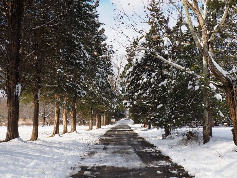 A serene winter path, lined with snow-dusted trees, inviting you into nature's quiet embrace.
