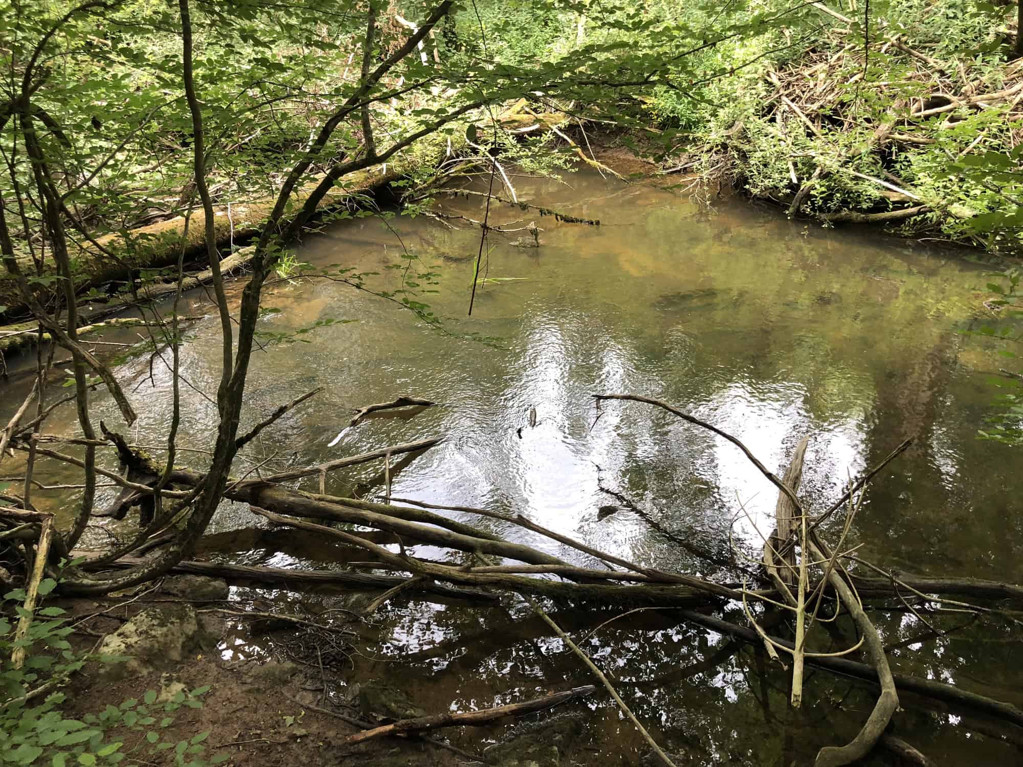 A tranquil woodland stream framed by tangled branches and lush greenery.