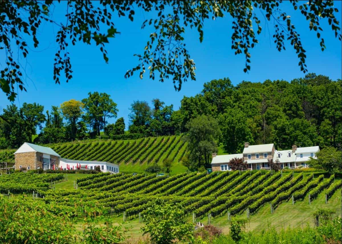 Rolling vineyards stretch across sun-drenched hills, dotted with charming stone and white farmhouses beneath a brilliant blue Pennsylvania sky.