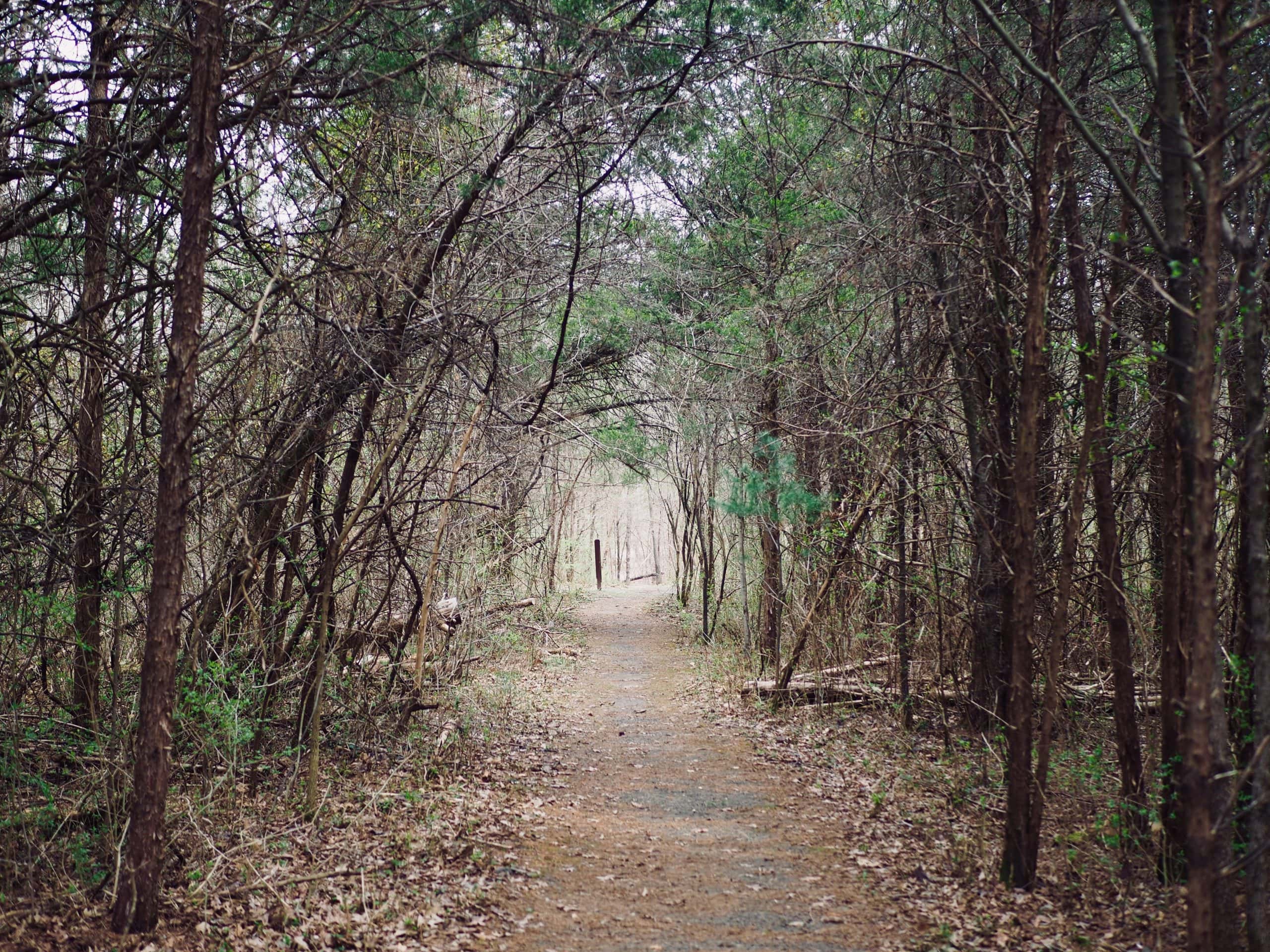 A winding dirt trail cuts through a tunnel of bare winter trees, creating a natural archway that beckons hikers deeper into the forest