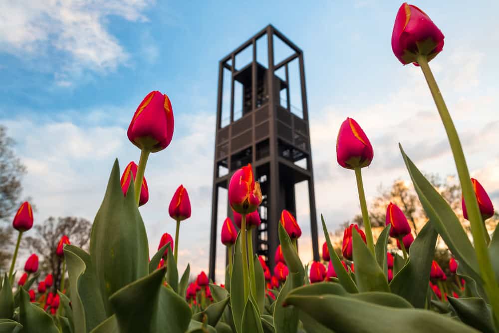 Vibrant tulip blooms frame the iconic Simeon McLean Wharton Bell Tower at sunset.