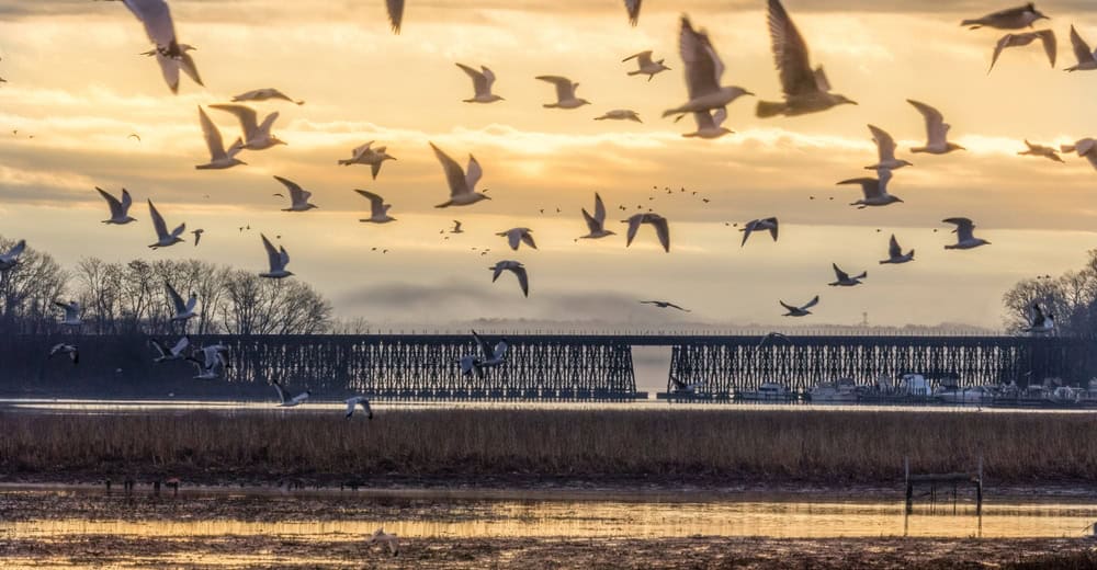 Seagulls soar over a serene sunset, framing a tranquil, wooden bridge in the distance.