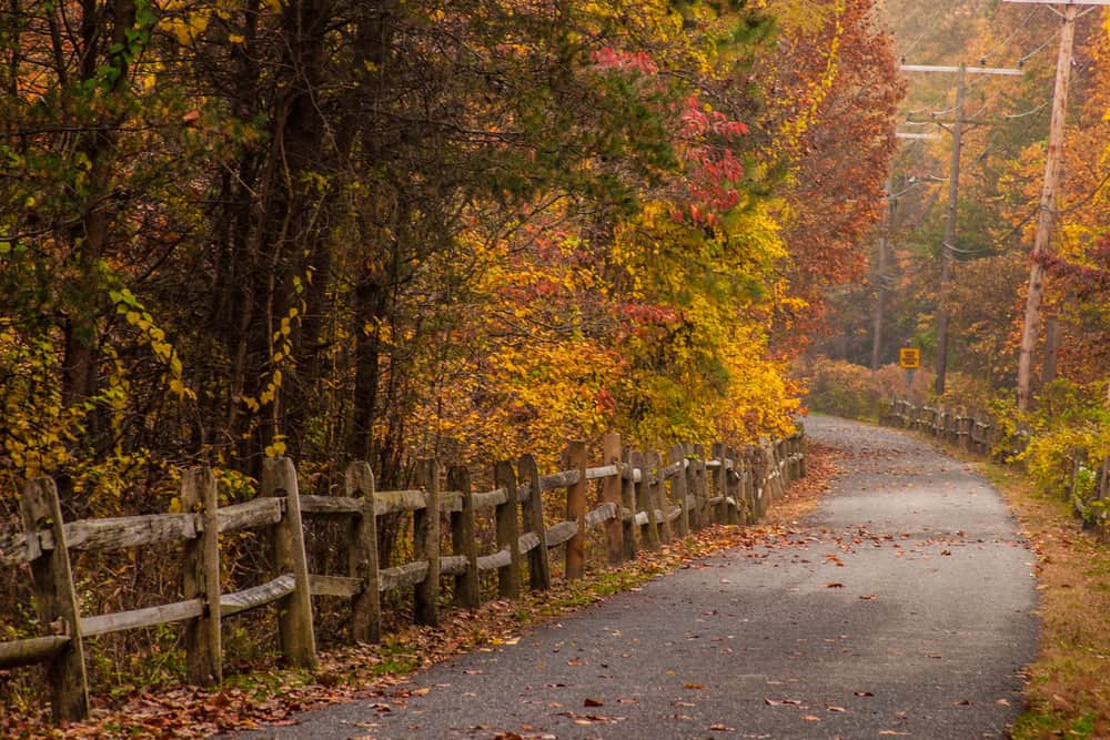 Autumn's Embrace: A winding country road lined with rustic fences meanders through a vibrant forest ablaze with fall colors