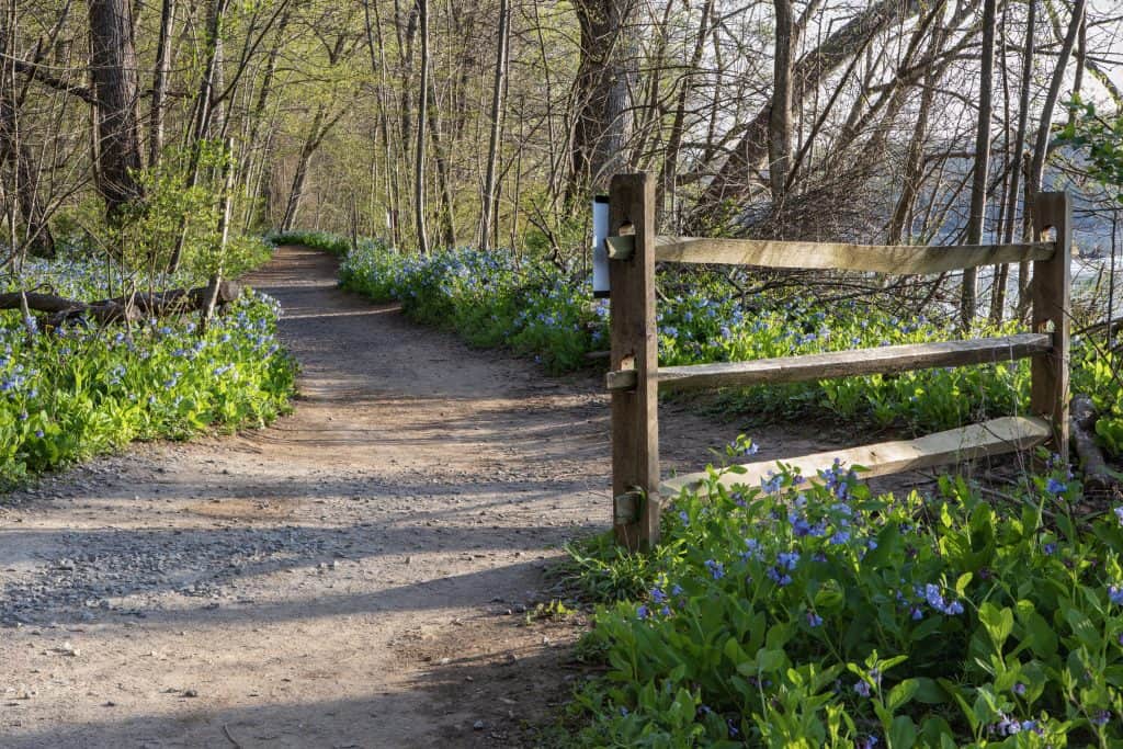 A tranquil woodland path lined with vibrant spring flowers beckons nature lovers for a peaceful stroll.