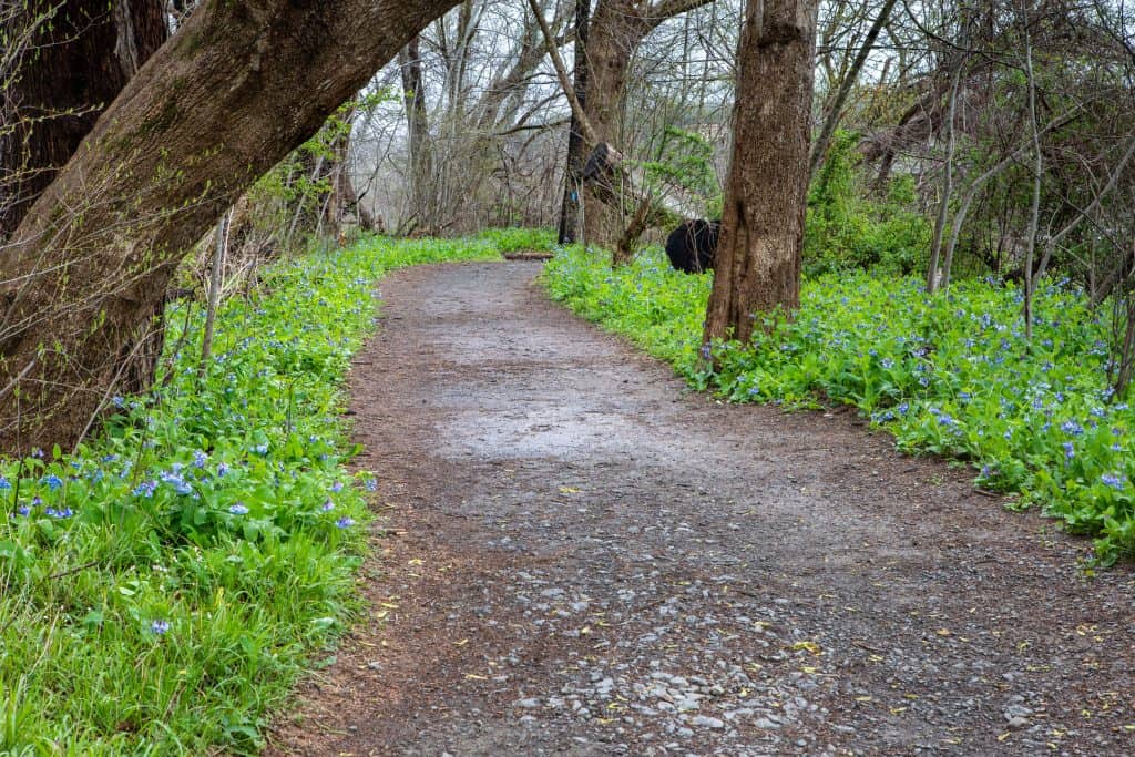 A tranquil forest path adorned with blooming wildflowers, inviting a peaceful stroll.