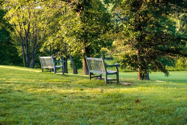 Two park benches on a hill are bathed in early morning light in an ornamental botanical garden.