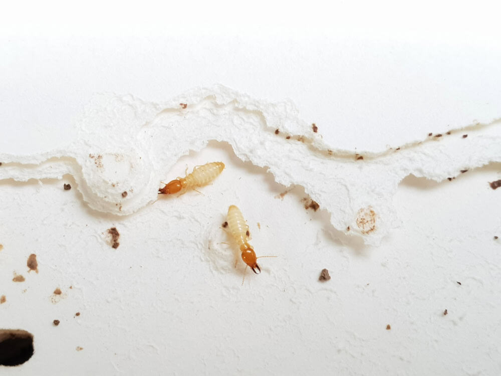 Termites at work: Silent destroyers tunneling through paper and wood.