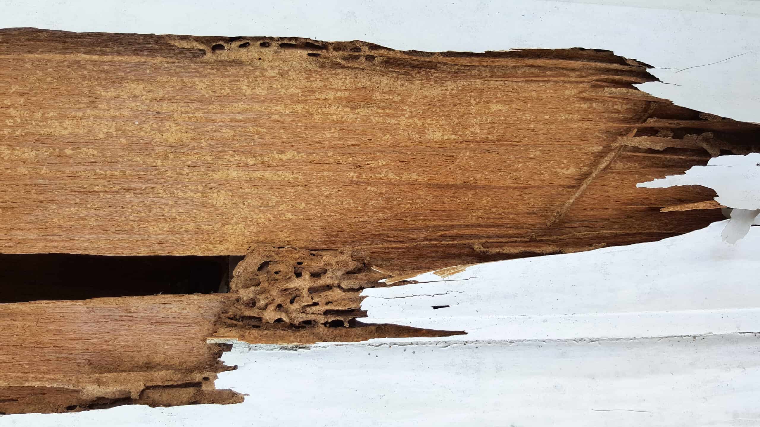 Termite inspector examining a crawl space