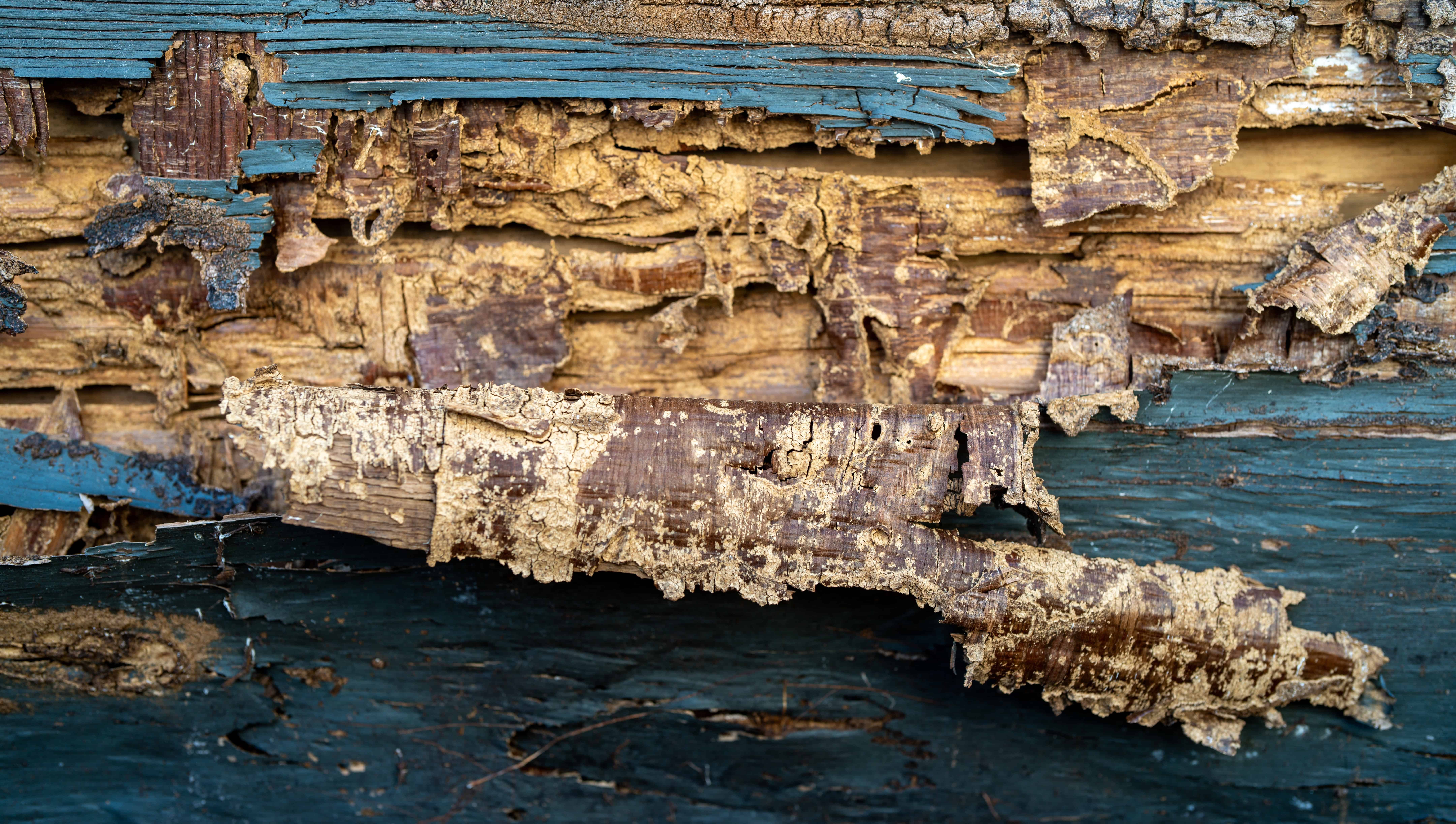 Close up of wood grain