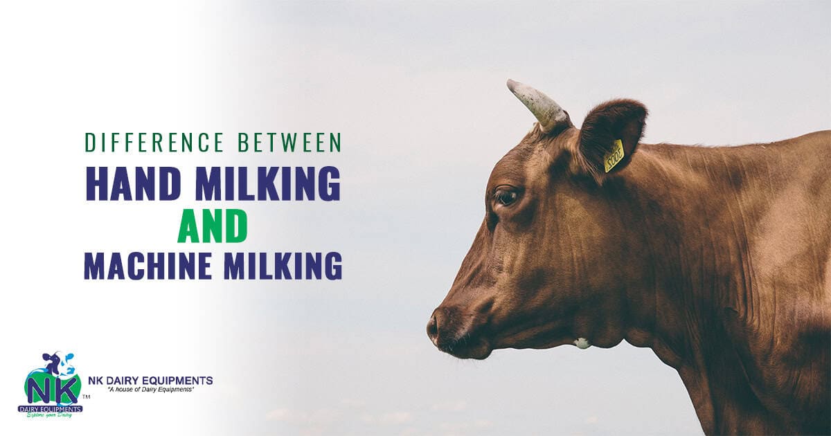 Hand milking and machine milking comparison for dairy farms, NK Dairy Equipments.