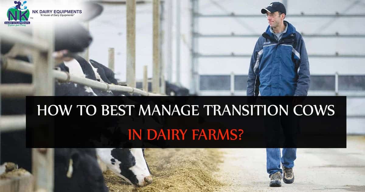 Cow transitioning management in dairy farms with NK Dairy Equipments.