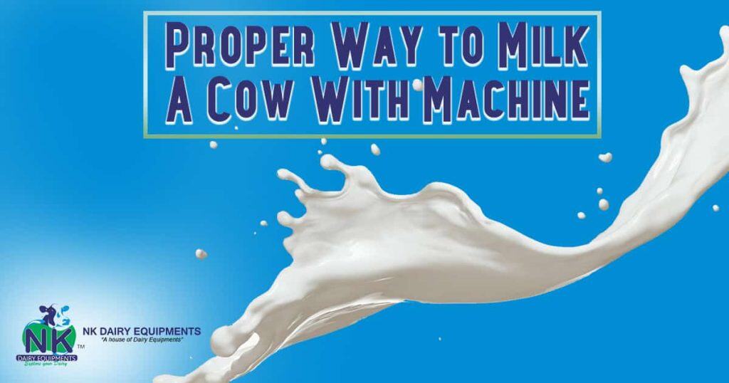 Proper way to milk a cow with dairy equipment and milk machines for dairy farms.