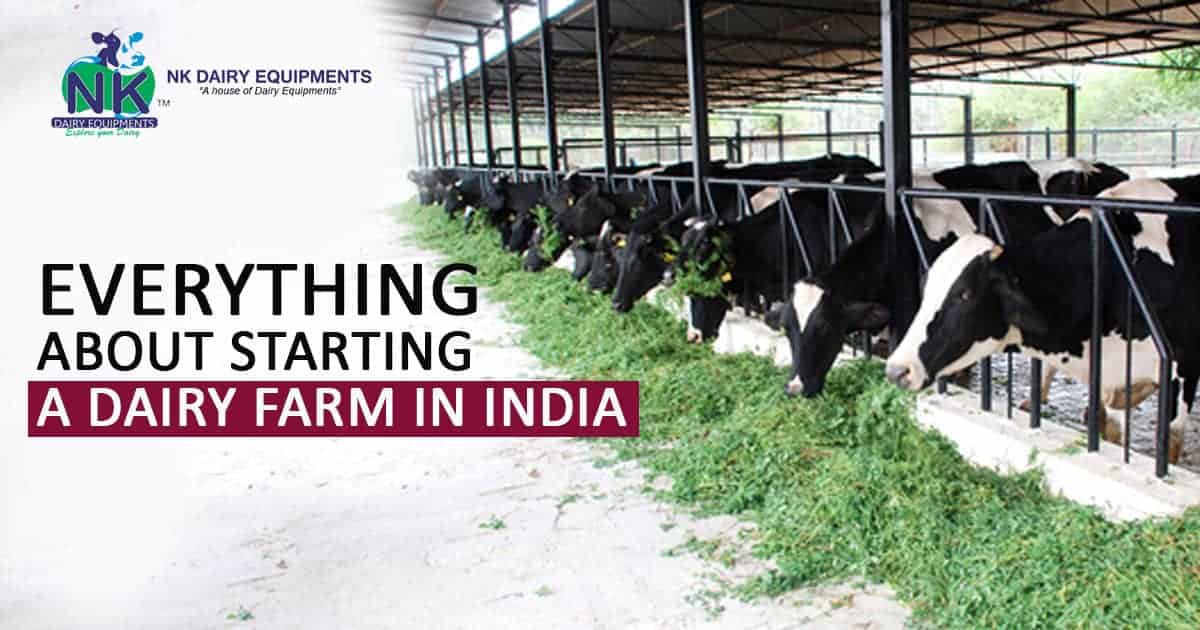 Healthy dairy farm cows in a modern covered dairy farm facility in India.