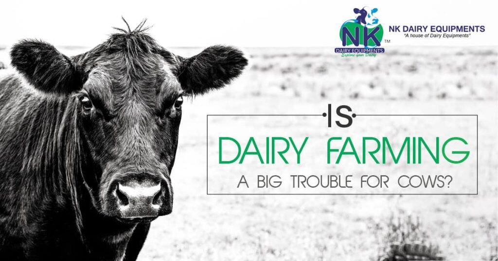 Dairy farming equipment for cows and dairy farms, NK Dairy Equipments, livestock dairy machinery, reliable dairy farming tools, dairy farm management solutions.