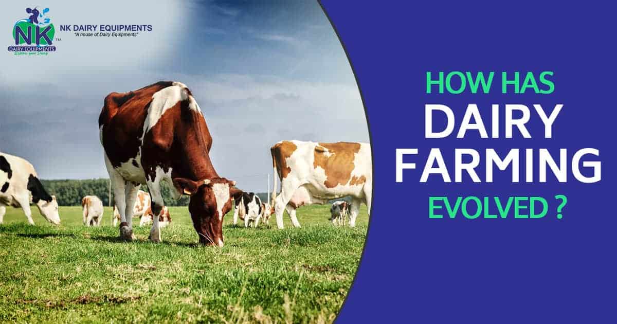 Dairy farming evolution with cows grazing, modern dairy farm practices, NK Dairy Equipments.