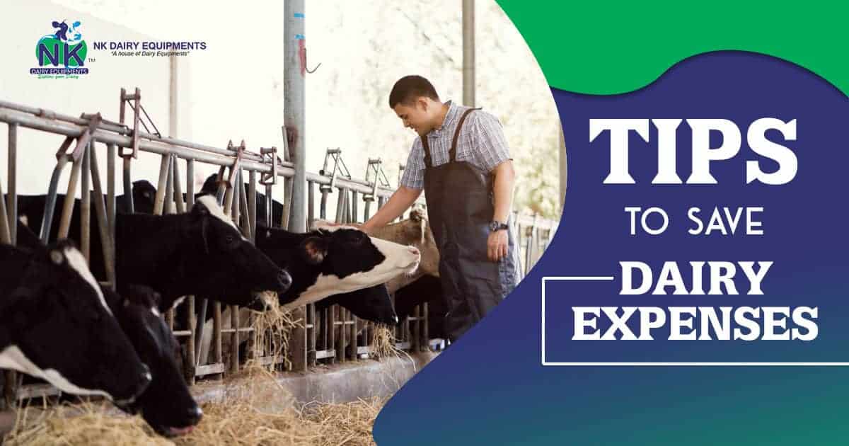 Dairy farm worker inspecting Holstein cows in barn, NK Dairy Equipment branding, dairy management tips.