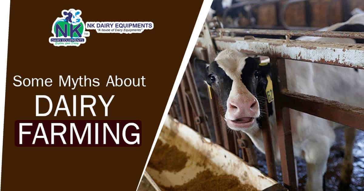 Dairy farm cow in metal stanchion barn, NK Dairy Equipments, dairy farming equipment supplier, cow housing, modern dairy equipment, dairy cattle management.