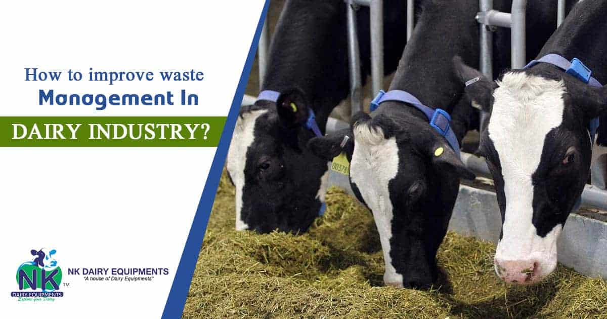 High-quality dairy farm cows feeding in a modern milking parlor, dairy industry, NK Dairy Equipments.