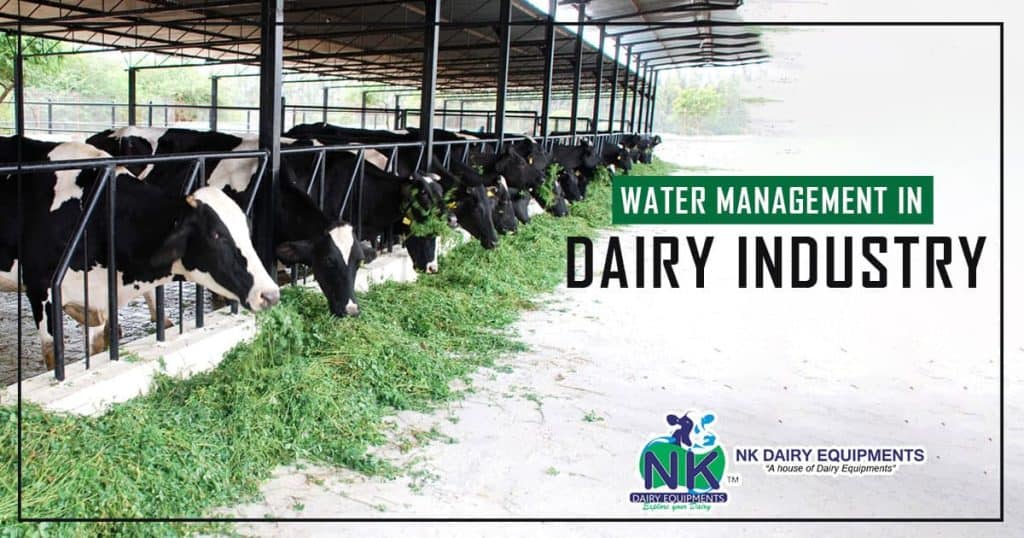 Cattle feeding in a dairy farm, illustrating water management in dairy industry.