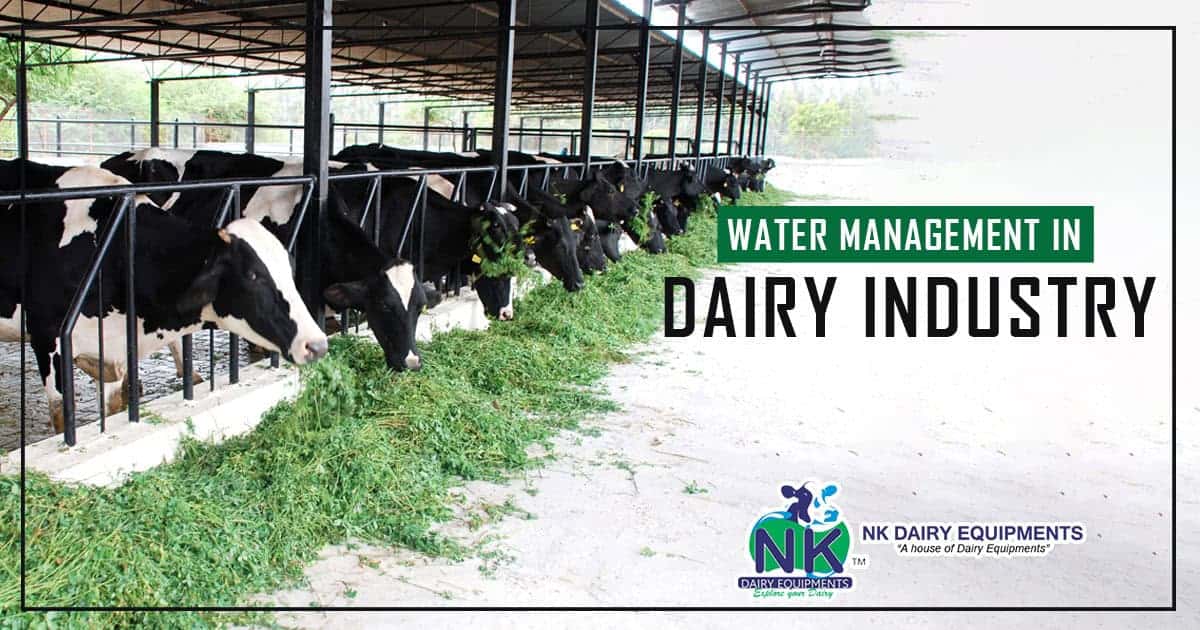 Cattle feeding in a dairy farm, illustrating water management in dairy industry.