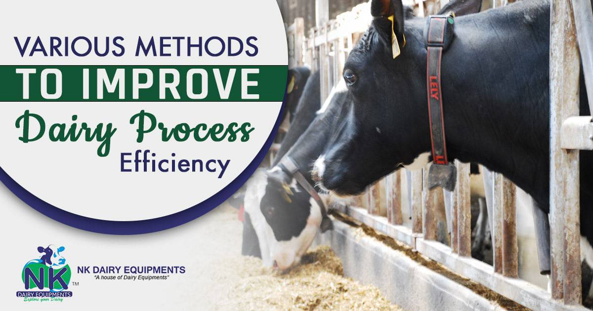 Dairy farm cows feeding at NK Dairy Equipments, dairy farm machinery and equipment, dairy processing efficiency.