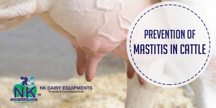 Preventive dairy equipment for mastitis control in cattle, promoting healthy dairy farming.