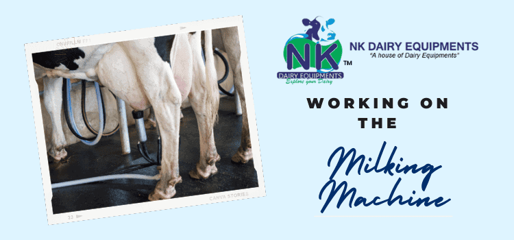 Milking machine being used on dairy cows at NK Dairy Equipments facility.