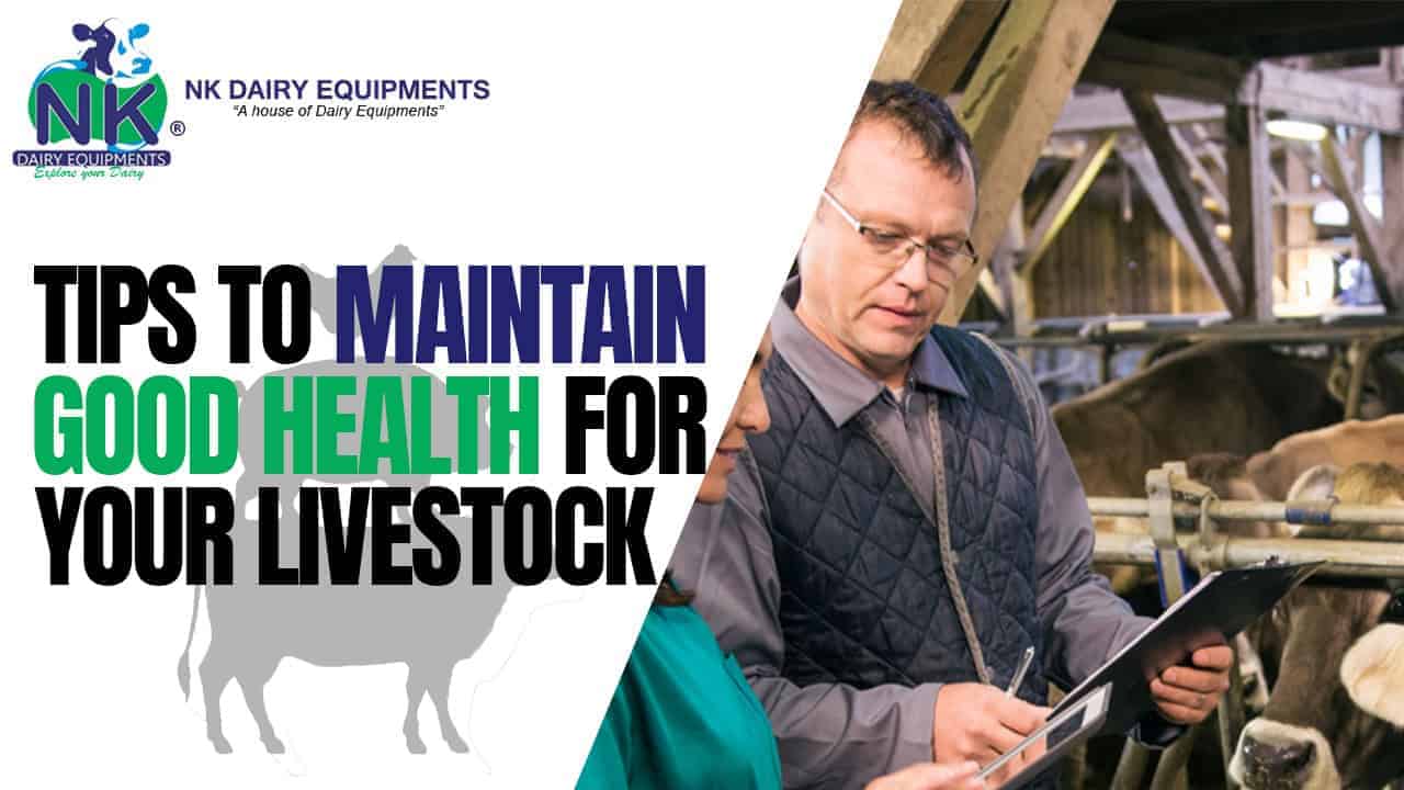 Healthy livestock management tips for dairy farm maintenance and ensuring good animal health.