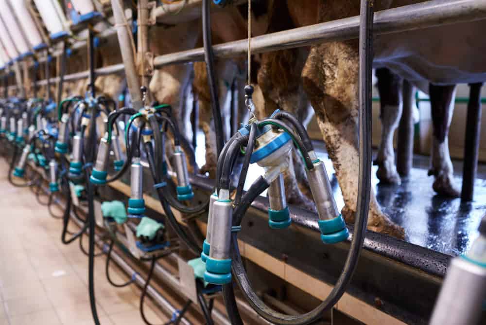 High-quality milking equipment for dairy farms, sanitary cow milking clusters and automatic milking machines.