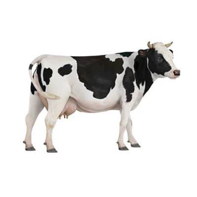 Healthy Holstein dairy cow with distinctive black and white markings in a clean farm environment.