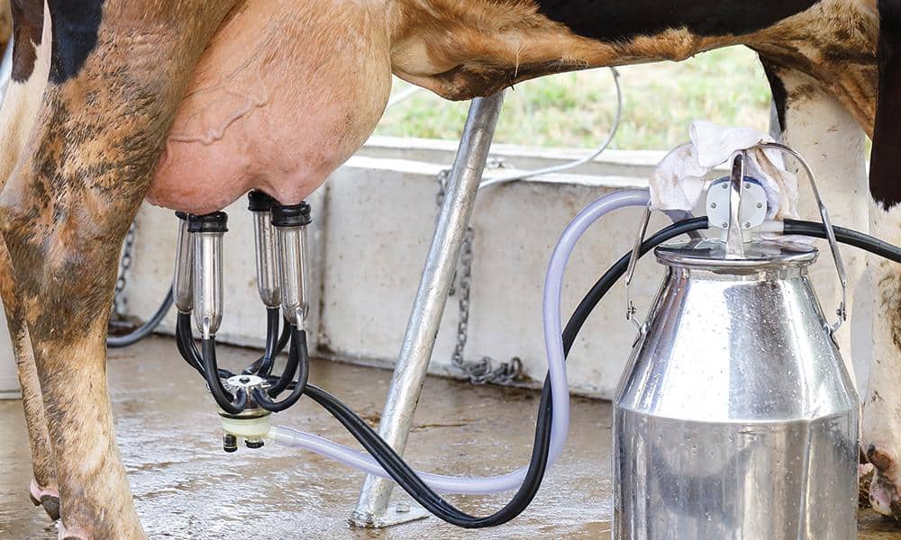 Efficient dairy milking machine used for high-quality milk extraction.