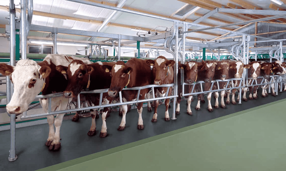 Cattle in modern dairy farm facility with NK Dairy Equipments.