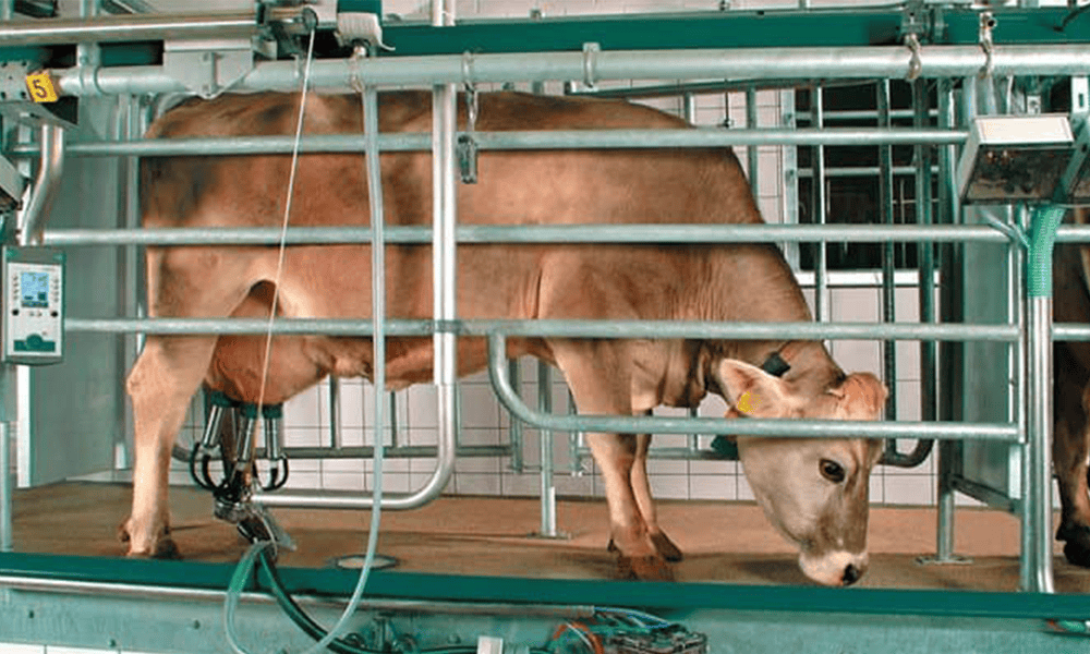 High-capacity automatic dairy cow milking machine at NK Dairy Equipments.