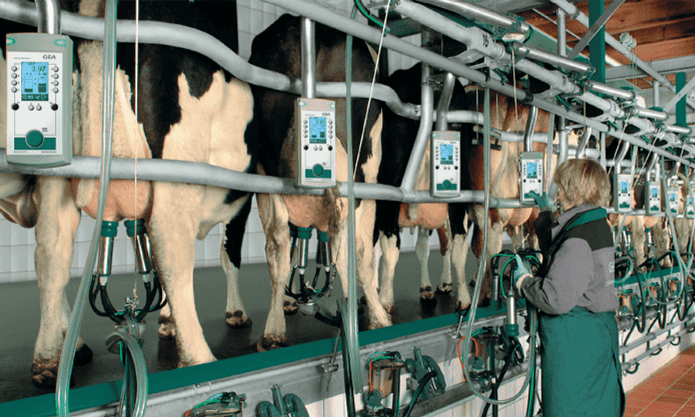 Milking parlour with automated dairy equipment for efficient milk collection.